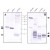 Western blot (AP) of several His-tagged proteins from supernatants (A) and after purification (B) by affinity chromatography using metal chelate columns (Ni2+, Co2+) as matrix. The anti-His-tag antibody concentration used was 0.1µg/ml.