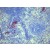 BM4089 ER-MP58 antibody staining of Mouse Spleen Frozen Section.