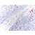 BM4012 Granulocytes antibody staining of Rat Spleen Frozen Section.
