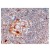 AP15877PU-N  ZCCHC11 antibody staining of Paraffin Embedded Human Lymph Node at 4 µg/ml. Steamed antigen retrieval with citrate buffer pH 6, HRP-staining.