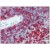 AM08244AF-N CD18 antibody staining of Formalin-Fixed, Paraffin-Embedded Human Spleen.