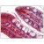 Small intestine, Human: Formalin-Fixed, Paraffin-Embedded (FFPE)