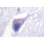 Immunohistochemistry analyzes of Dynamin-1 antibody (Cat.-No.: AP06385PU-N) in Paraffin-Embedded Human tbrain tissue.