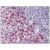 Spleen, Human: Formalin-Fixed, Paraffin-Embedded (FFPE)