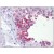 Human Testis: Formalin-Fixed, Paraffin-Embedded (FFPE)