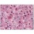 AP22624PU-N AKT antibody staining of Formalin-Fixed Paraffin-Embedded Human Liver at 1/100 followed by Biotin conjugated Goat anti-Rabbit IgG secondary antibody, Alkaline Phosphatase-Streptavidin and Chromogen.