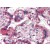 Formalin-Fixed, Paraffin-Embedded Human Placenta tissue stained with AP22934AF-N at 10 µg/ml after heat-induced antigen retrieval.