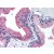 Human Prostate (formalin-fixed, paraffin-embedded) stained with B2M antibody AM20523PU-N at 10 µg/ml followed by biotinylated anti-mouse IgG secondary antibody, alkaline phosphatase-streptavidin and chromogen.
