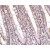 IHC analysis with AP22857PU-N of human small intestine