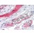 Human Small Intestine, Vessels (formalin-fixed, paraffin-embedded) stained with KLKB1 antibody AP22821PU-N at 5 µg/ml followed by biotinylated secondary antibody, alkaline phosphatase-streptavidin and chromogen.