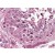 Human Testis (formalin-fixed, paraffin-embedded) stained with OPN3 antibody AP22837PU-N at 5 µg/ml followed by biotinylated goat anti-rabbit IgG secondary antibody, alkaline phosphatase-streptavidin and chromogen.