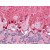 Human Brain, Cerebellum (formalin-fixed, paraffin-embedded) stained with ABTB1 antibody AP22527PU-N at 3.75 µg/ml followed by biotinylated anti-goat IgG secondary antibody, alkaline phosphatase-streptavidin and chromogen.