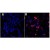 Immunofluorescence staining of His Tag fusion protein in 293 cells using His tag antibody.
A: untransfected Control
B: Transfected