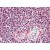Human Spleen (formalin-fixed, paraffin-embedded) stained with APAF1 antibody AP22708PU-N at 10 µg/ml followed by biotinylated goat anti-rabbit IgG secondary antibody, alkaline phosphatase-streptavidin and chromogen.