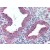 Human Uterus (formalin-fixed, paraffin-embedded) stained with HSPD1 antibody AP22882PU-N followed by biotinylated anti-goat IgG secondary antibody, alkaline phosphatase-streptavidin and chromogen.