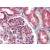 Human Kidney: Formalin-Fixed, Paraffin-Embedded (FFPE)