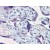 Placenta, Human: Formalin-Fixed, Paraffin-Embedded (FFPE)