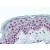 Human Skin: Formalin-Fixed, Paraffin-Embedded (FFPE)