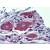 Ganglion cells: Formalin-Fixed, Paraffin-Embedded (FFPE)