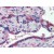 Human Placenta: Formalin-Fixed, Paraffin-Embedded (FFPE)