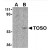 Western blot analysis of Human lung lysate probed with Rabbit anti Human TOSO Antibody Cat.-No AP05598PU-N
