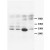 Lane 1: Rat brain tissue lysate
Lane 2: Rat brain tissue lysate
Lane 3: Rat kidney tissue lysate
Lane 4: Rat lung tissue lysate