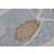 Immunohistochemistry on Rat pancreas sections