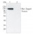 HEK 293T cells were transfected by Myc-tagged protein, and 100 μl cell lysate (about 100 μg total protein) was incubated with 30 μl 50% slurry of Anti-Myc Agarose for 3 h at 4°C. After washing, the beads were eluted by 30 μl elution buffer twice. After neutralization of the eluant, 6 μl 6× SDS loading buffer was added. Then 20 μl sample was subjected to the SDS-PAGE. Blot was probed with Anti-Myc-Tag Mouse mAb.
Lane 1: 1st Elution with elution buffer.
Lane 2: 2nd Elution with elution buffer.