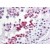 Human Testis: Formalin-Fixed, Paraffin-Embedded (FFPE)