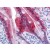 Human Small Intestine: Formalin-Fixed, Paraffin-Embedded (FFPE)