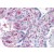 Human Placenta: Formalin-Fixed, Paraffin-Embedded (FFPE)