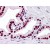 Human Prostate: Formalin-Fixed, Paraffin-Embedded (FFPE)