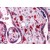 Human Placenta: Formalin-Fixed, Paraffin-Embedded (FFPE)