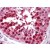 Human Testis: Formalin-Fixed, Paraffin-Embedded (FFPE)