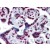 Human Placenta: Formalin-Fixed, Paraffin-Embedded (FFPE)