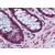 Human Colon: Formalin-Fixed, Paraffin-Embedded (FFPE)