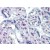 Human Placenta: Formalin-Fixed, Paraffin-Embedded (FFPE)