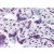 Human Placenta: Formalin-Fixed, Paraffin-Embedded (FFPE)