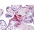 Human Placenta: Formalin-Fixed, Paraffin-Embedded (FFPE)