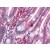 Human Small Intestine: Formalin-Fixed, Paraffin-Embedded (FFPE)