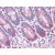Human Small Intestine: Formalin-Fixed, Paraffin-Embedded (FFPE)