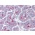 Formalin-Fixed, Paraffin-Embedded Human pancreas tissue stained with SLAIN1m antibody Cat.-No AP23549PU-N at 5 µg/ml after heat-induced antigen retrieval.