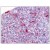 Human Tonsil: Formalin-Fixed, Paraffin-Embedded (FFPE)