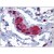 Human Colon, Submucosal Plexus: Formalin-Fixed, Paraffin-Embedded (FFPE)