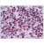 Human Spleen: Formalin-Fixed, Paraffin-Embedded (FFPE)