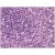 Human Spleen: Formalin-Fixed, Paraffin-Embedded (FFPE)