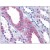 Human Kidney: Formalin-Fixed, Paraffin-Embedded (FFPE)