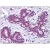 Human Breast: Formalin-Fixed, Paraffin-Embedded (FFPE)