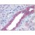 Human Kidney: Formalin-Fixed, Paraffin-Embedded (FFPE)
