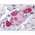 Human Small Intestine, Submucosal Plexus: Formalin-Fixed, Paraffin-Embedded (FFPE)